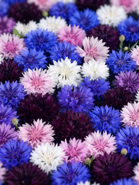 Cornflower Polka Dot Mixed - Dandys Landscape Supplies