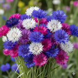 Cornflower Polka Dot Mixed - Dandys Landscape Supplies