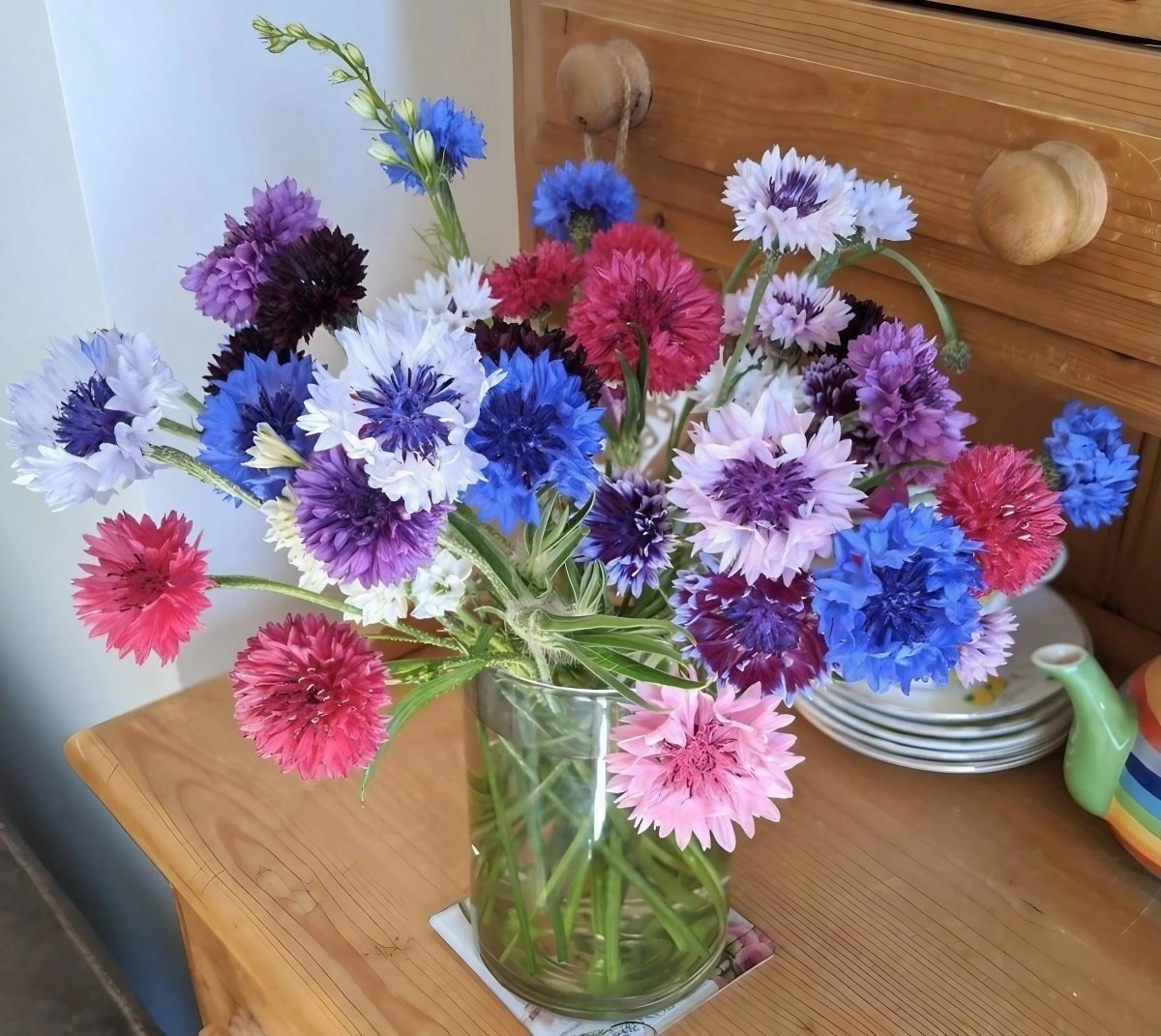 Cornflower Polka Dot Mixed - Dandys Landscape Supplies