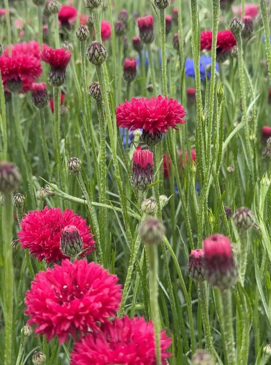 Cornflower Red Boy - Dandys Landscape Supplies