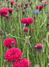 Cornflower Red Boy - Dandys Landscape Supplies