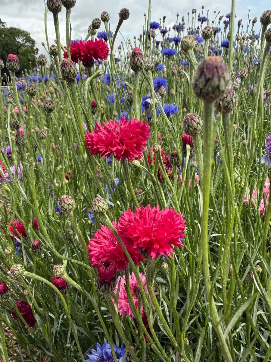 Cornflower Red Boy - Dandys Landscape Supplies