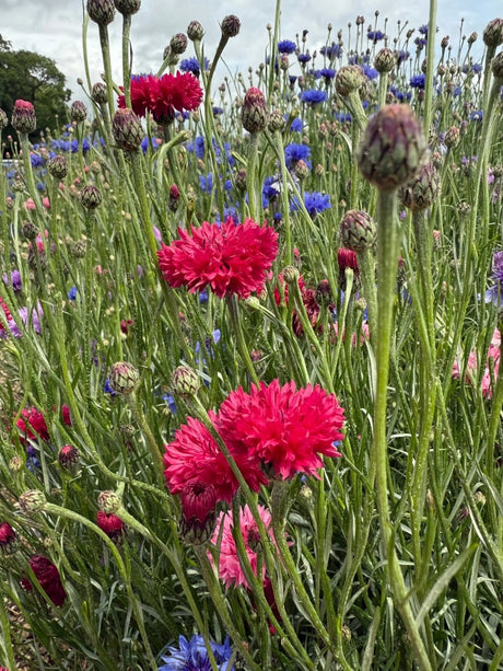 Cornflower Red Boy - Dandys Landscape Supplies
