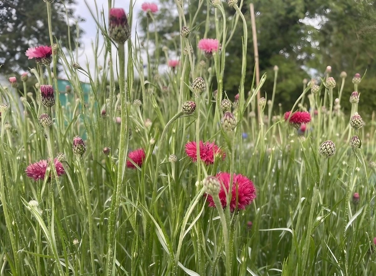 Cornflower Red Boy - Dandys Landscape Supplies