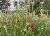 Cornflower Red Boy - Dandys Landscape Supplies