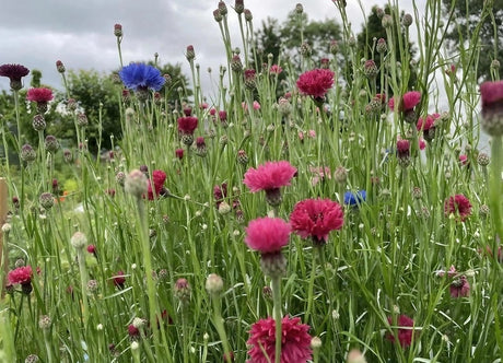 Cornflower Red Boy - Dandys Landscape Supplies