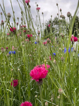 Cornflower Red Boy - Dandys Landscape Supplies