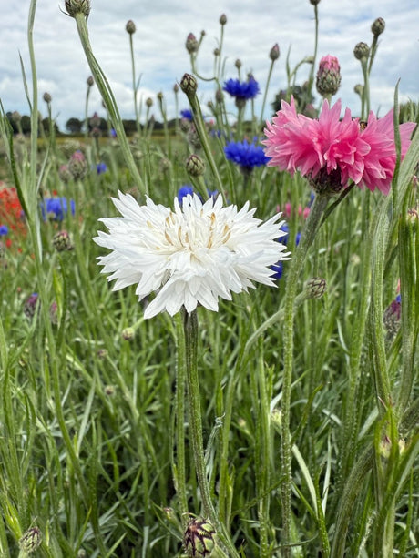Cornflower Snowman - Dandys Landscape Supplies