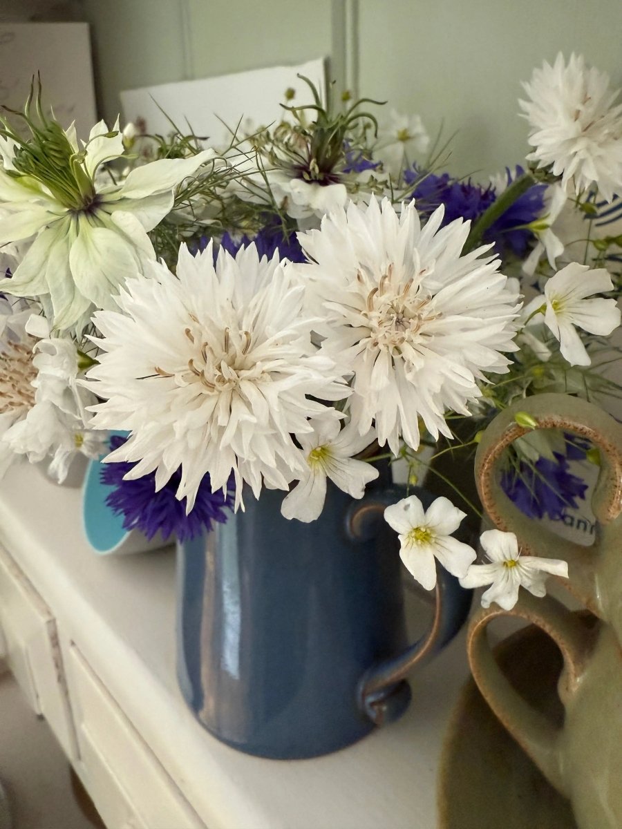 Cornflower Snowman - Dandys Landscape Supplies