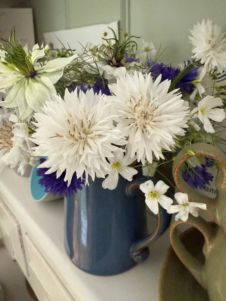 Cornflower Snowman - Dandys Landscape Supplies