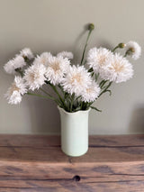 Cornflower Snowman Seeds - Dandys Landscape Supplies
