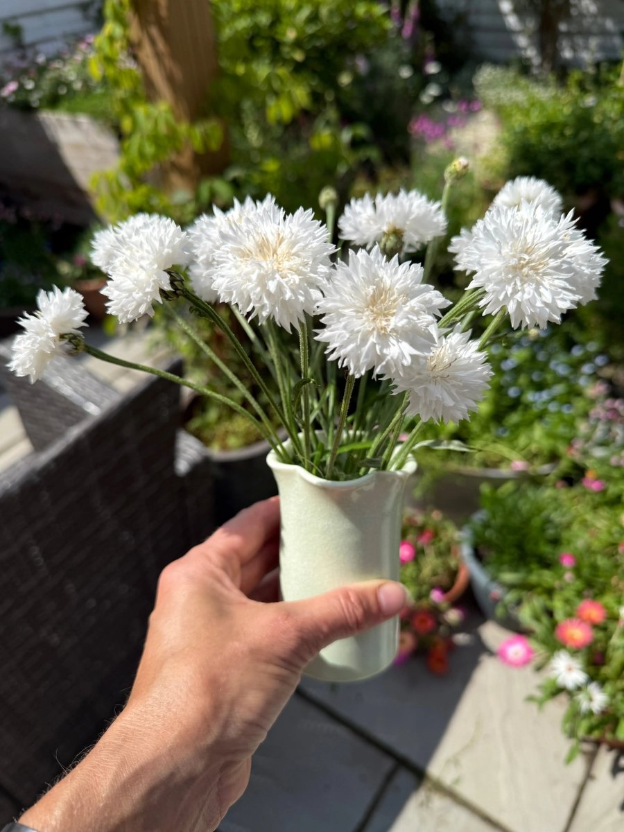 Cornflower Snowman Seeds - Dandys Landscape Supplies
