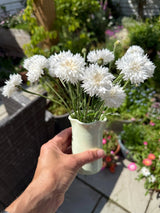 Cornflower Snowman Seeds - Dandys Landscape Supplies