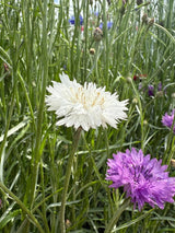 Cornflower Snowman Seeds - Dandys Landscape Supplies