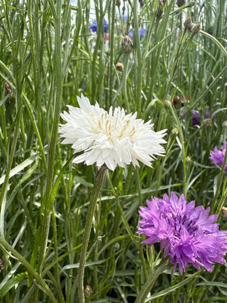 Cornflower Snowman Seeds - Dandys Landscape Supplies