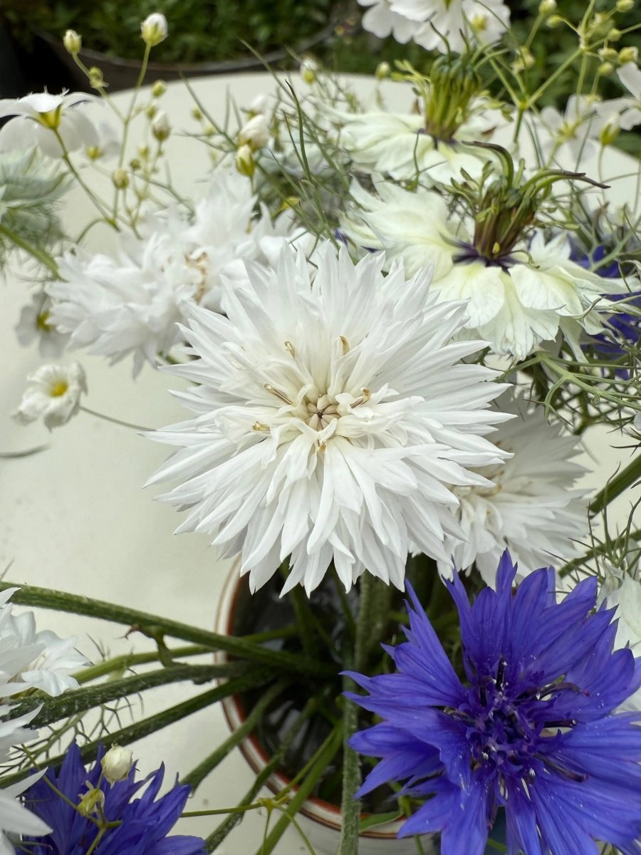 Cornflower Snowman Seeds - Dandys Landscape Supplies