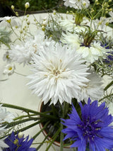 Cornflower Snowman Seeds - Dandys Landscape Supplies