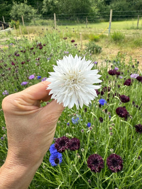 Cornflower Snowman Seeds - Dandys Landscape Supplies