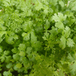 Corriander Cilantro Herb Seeds - Dandys Landscape Supplies