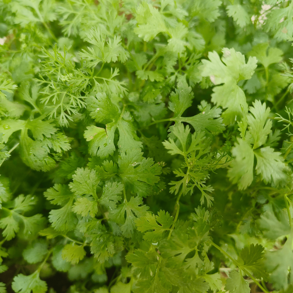 Corriander Cilantro Herb Seeds - Dandys Landscape Supplies