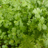 Corriander Cilantro Herb Seeds - Dandys Landscape Supplies