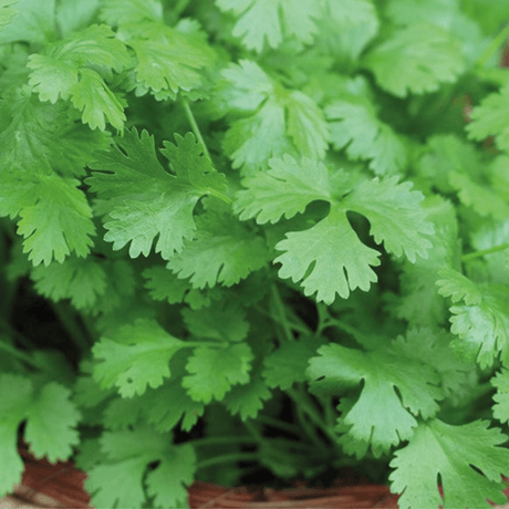 Corriander Cilantro Herb Seeds - Dandys Landscape Supplies