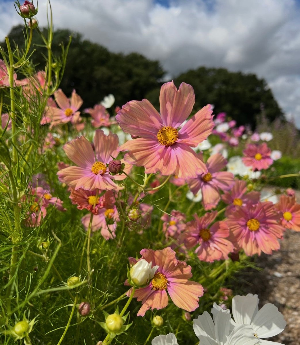 Cosmos Apricotta - Dandys Landscape Supplies