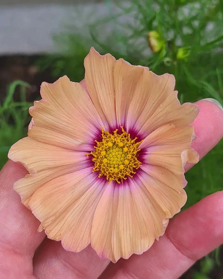 Cosmos Apricotta - Dandys Landscape Supplies