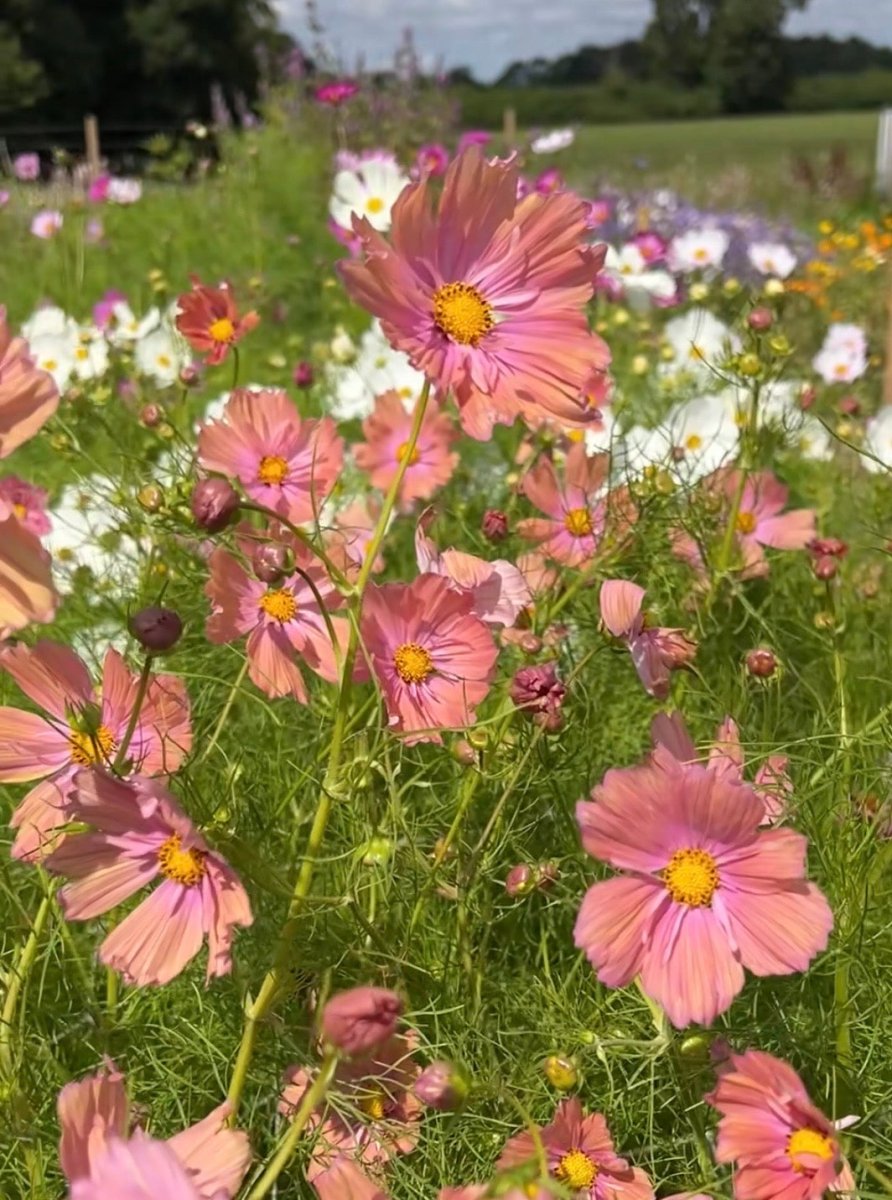 Cosmos Apricotta - Dandys Landscape Supplies