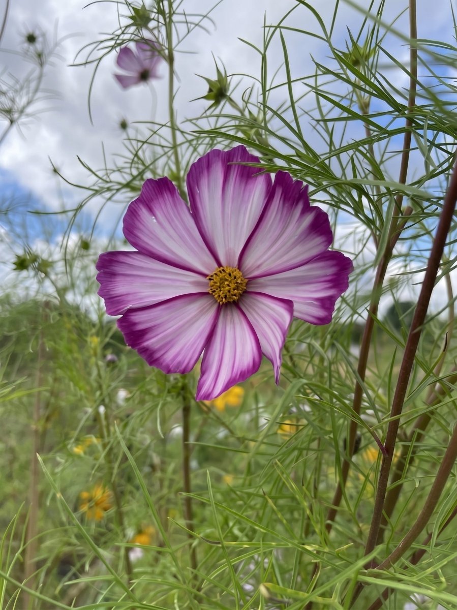 Cosmos Fizzy Rose - Dandys Landscape Supplies