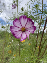 Cosmos Fizzy Rose - Dandys Landscape Supplies
