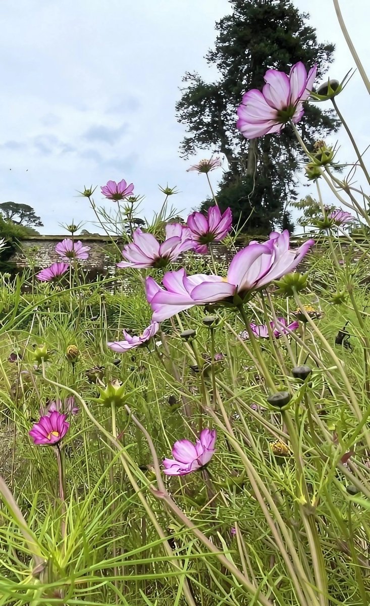 Cosmos Fizzy Rose Seeds - Dandys Landscape Supplies