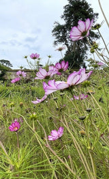 Cosmos Fizzy Rose Seeds - Dandys Landscape Supplies