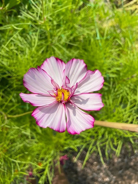 Cosmos Fizzy Rose Seeds - Dandys Landscape Supplies