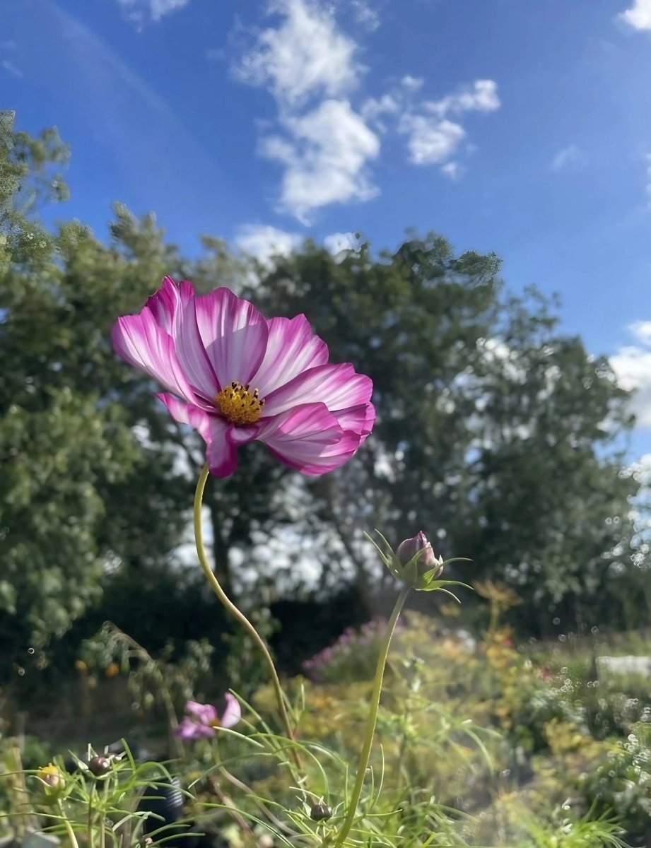 Cosmos Fizzy Rose Seeds - Dandys Landscape Supplies