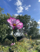 Cosmos Fizzy Rose Seeds - Dandys Landscape Supplies
