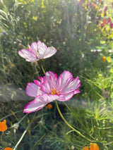 Cosmos Fizzy Rose Seeds - Dandys Landscape Supplies