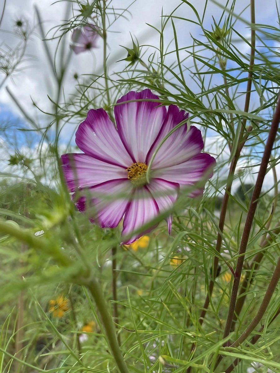 Cosmos Fizzy Rose Seeds - Dandys Landscape Supplies
