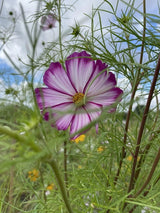 Cosmos Fizzy Rose Seeds - Dandys Landscape Supplies
