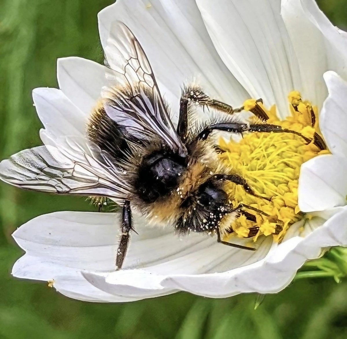 Cosmos Purity Seeds - Dandys Landscape Supplies