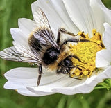Cosmos Purity Seeds - Dandys Landscape Supplies