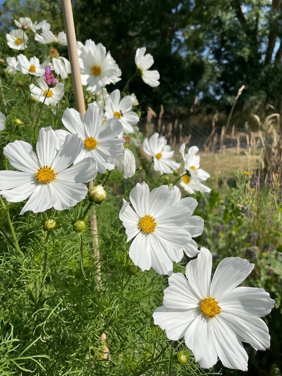 Cosmos Purity Seeds - Dandys Landscape Supplies