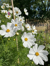 Cosmos Purity Seeds - Dandys Landscape Supplies