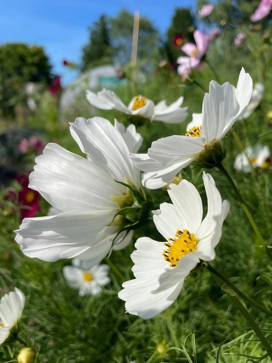 Cosmos Purity Seeds - Dandys Landscape Supplies