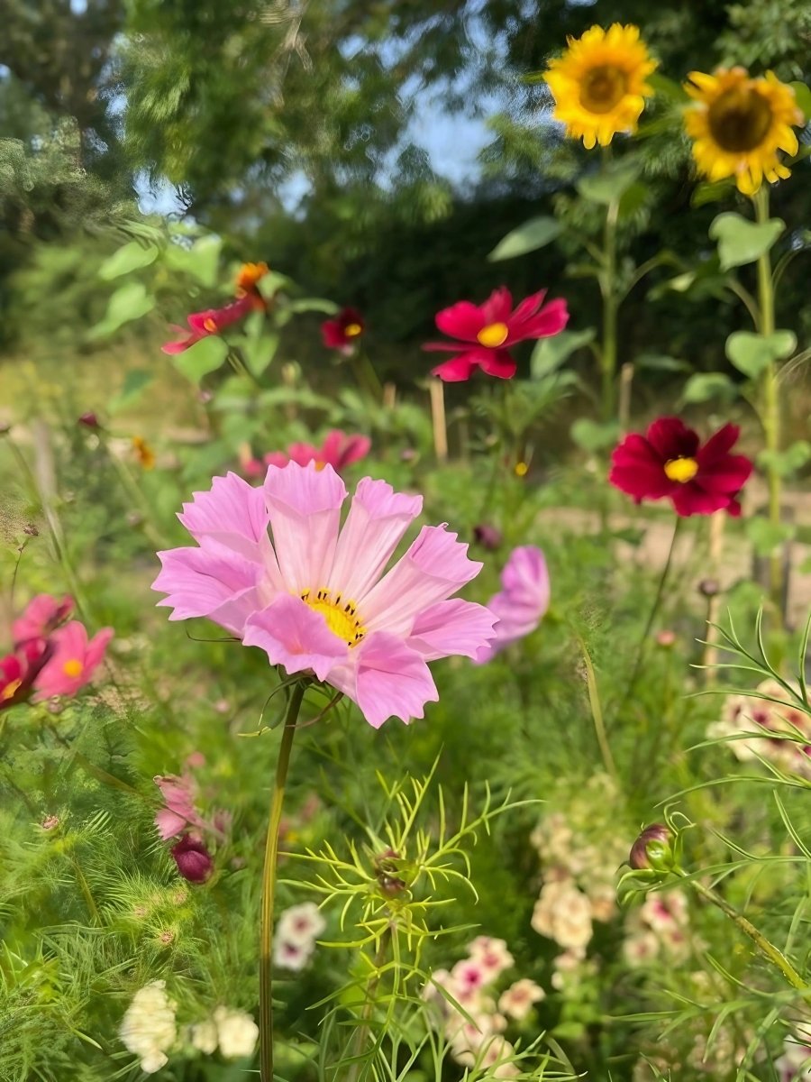 Cosmos Seashell Seeds - Dandys Landscape Supplies
