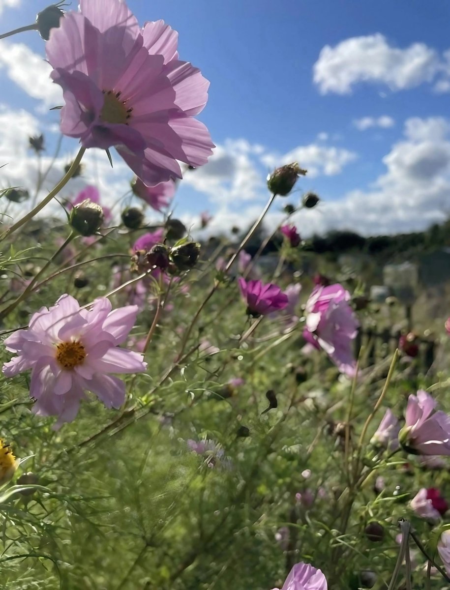 Cosmos Seashell Seeds - Dandys Landscape Supplies