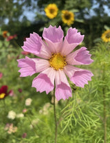 Cosmos Seashell Seeds - Dandys Landscape Supplies
