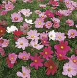 Cosmos - Sensation Mixed Flower Seeds - Dandys Landscape Supplies