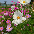 Cosmos - Sensation Mixed Flower Seeds - Dandys Landscape Supplies