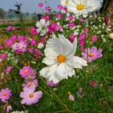 Cosmos - Sensation Mixed Flower Seeds - Dandys Landscape Supplies